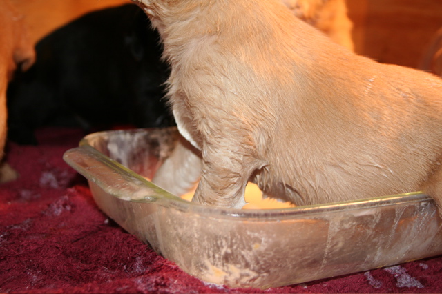 First Milk DIsh - 5